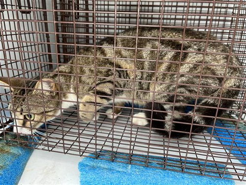 A655556, an adoptable Domestic Short Hair in Houston, TX
