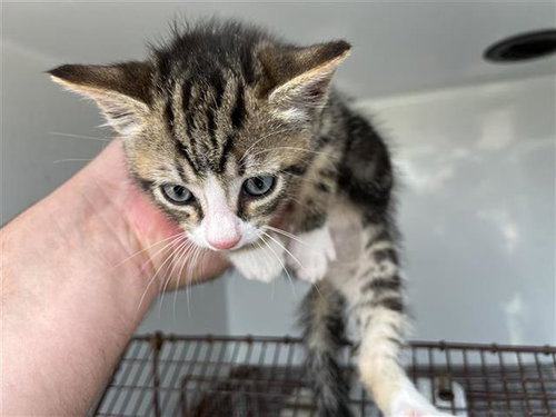 A655557, an adoptable Domestic Short Hair in Houston, TX