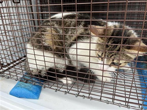 A655563, Adult Domestic Short Hair (short coat), cat for adoption in League City, Texas