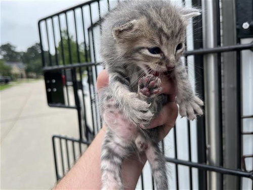 A655565, Baby Domestic Short Hair (short coat), cat for adoption in League City, Texas