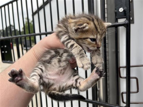 A655567, Baby Domestic Short Hair (short coat), cat for adoption in League City, Texas