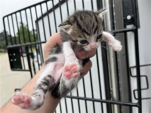 A655568, Baby Domestic Short Hair (short coat), cat for adoption in League City, Texas