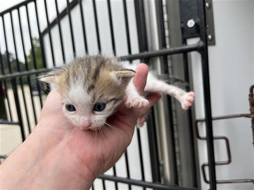 A655569, Baby Domestic Short Hair (short coat), cat for adoption in League City, Texas