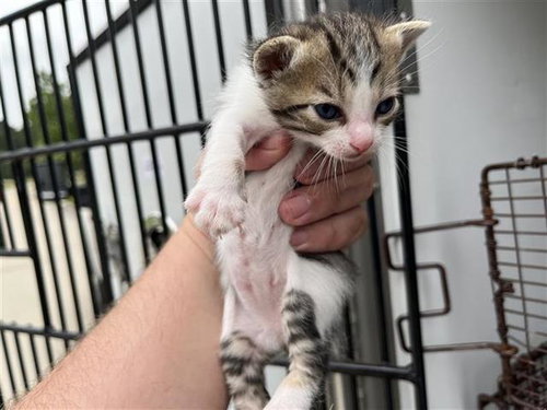 A655570, Baby Domestic Short Hair (short coat), cat for adoption in League City, Texas