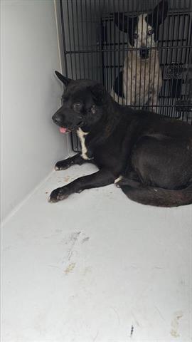 A655572, an adoptable Australian Cattle Dog in Houston, TX