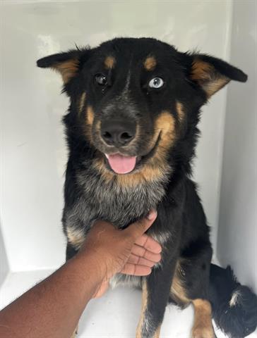 A655582, an adoptable Australian Cattle Dog in Houston, TX