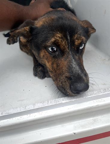 A655584, an adoptable Australian Cattle Dog in Houston, TX