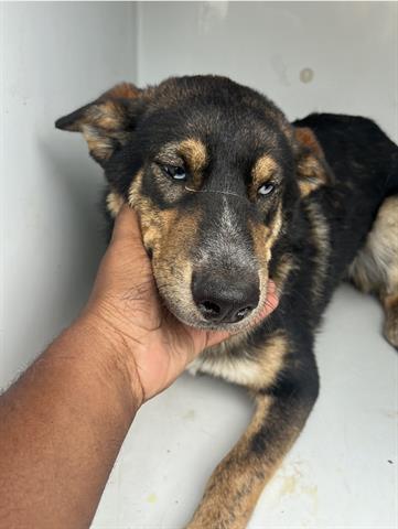 A655585, an adoptable Australian Cattle Dog in Houston, TX
