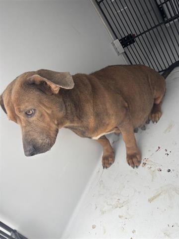 A655558, an adoptable Dachshund in Houston, TX