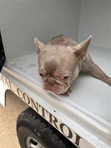 A655592, an adoptable French Bulldog in Houston, TX