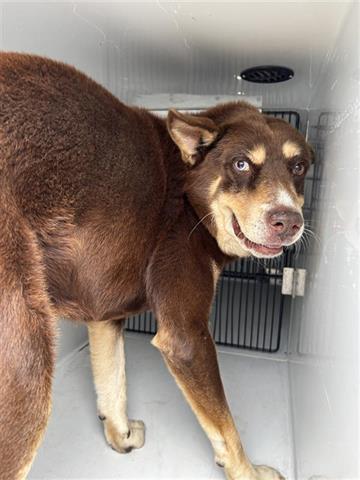 A655594, an adoptable Siberian Husky in Houston, TX