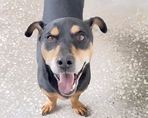 CALVIN, an adoptable Miniature Pinscher in Houston, TX