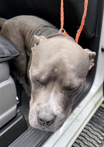 A655629, an adoptable Staffordshire Bull Terrier in Houston, TX