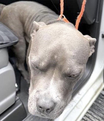 A655629, an adoptable Staffordshire Bull Terrier in Houston, TX