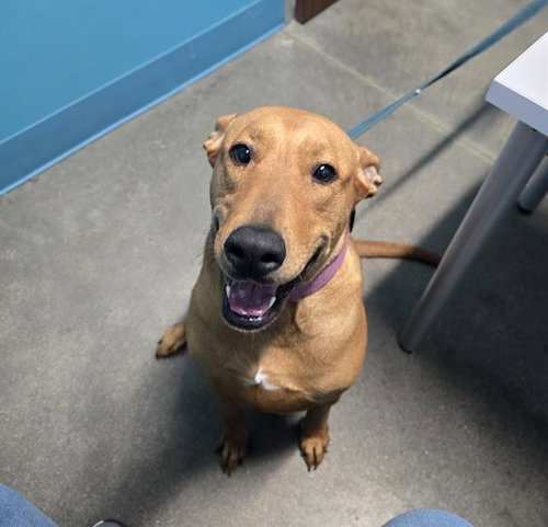 COOKIE, an adoptable Labrador Retriever in Houston, TX