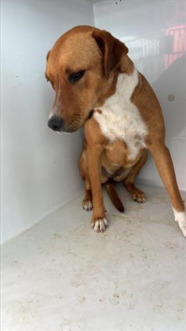 A655613, an adoptable Labrador Retriever in Houston, TX