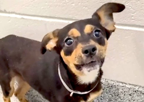 A655641, an adoptable Miniature Pinscher in Houston, TX