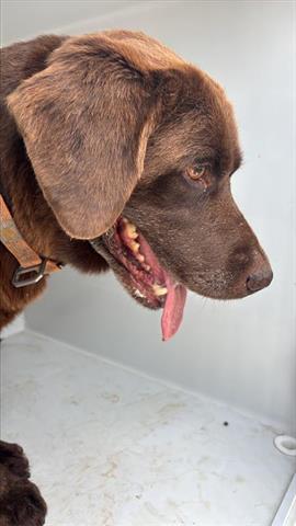 A655648, an adoptable Labrador Retriever in Houston, TX