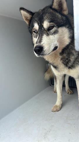 A655649, an adoptable Siberian Husky in Houston, TX