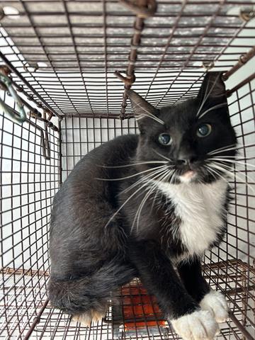 ZIGGY, an adoptable Domestic Medium Hair in Houston, TX