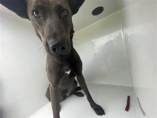 A655662, an adoptable Doberman Pinscher in Houston, TX