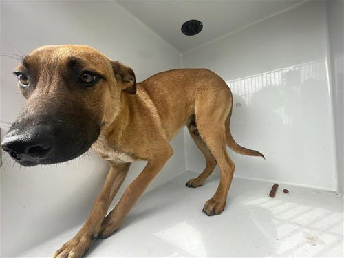 A655663, an adoptable Black Mouth Cur in Houston, TX