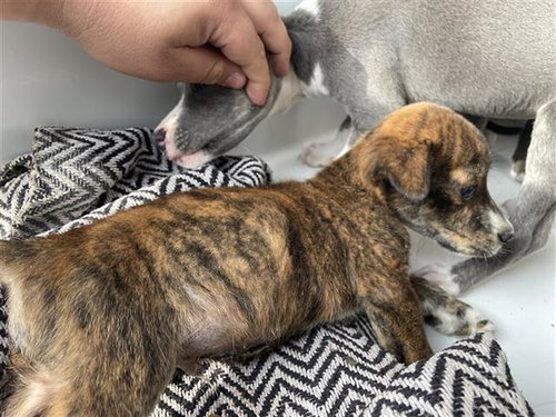 A655671, an adoptable Pit Bull Terrier in Houston, TX