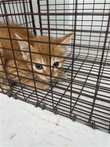 A655677, Baby Domestic Short Hair (medium coat), cat for adoption in League City, Texas