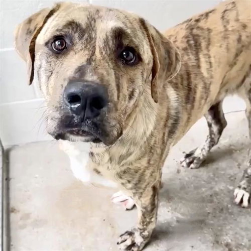 RYAN, an adoptable Plott Hound in Houston, TX