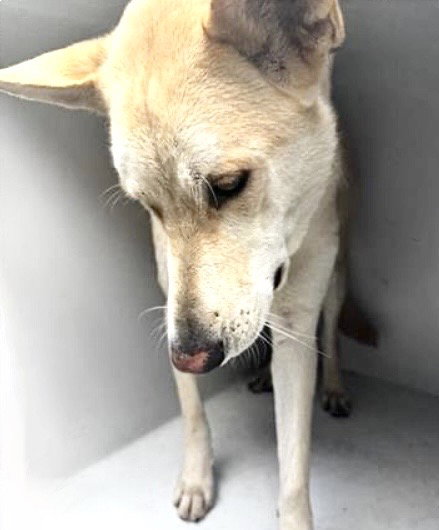 A655740, an adoptable Carolina Dog in Houston, TX