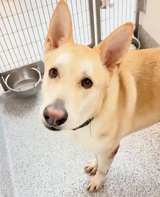 Ref - Husky