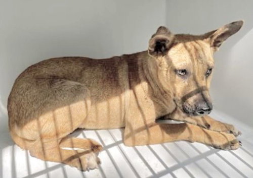 A655741, an adoptable Black Mouth Cur in Houston, TX