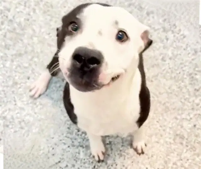 Cookie - Staffordshire Bull Terrier