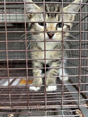 A655811, an adoptable Domestic Short Hair in Houston, TX