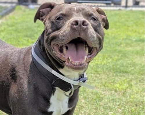 LOUIE