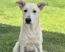 CHRISTOPHER, an adoptable Carolina Dog in Houston, TX