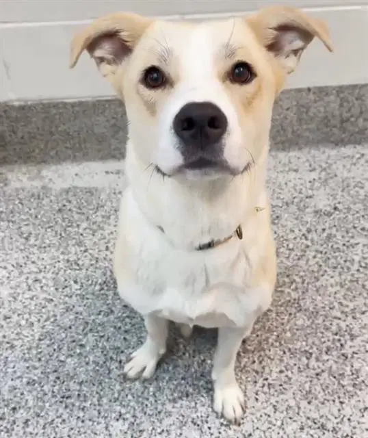 Cream - Labrador Retriever