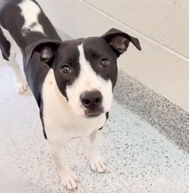 LINA