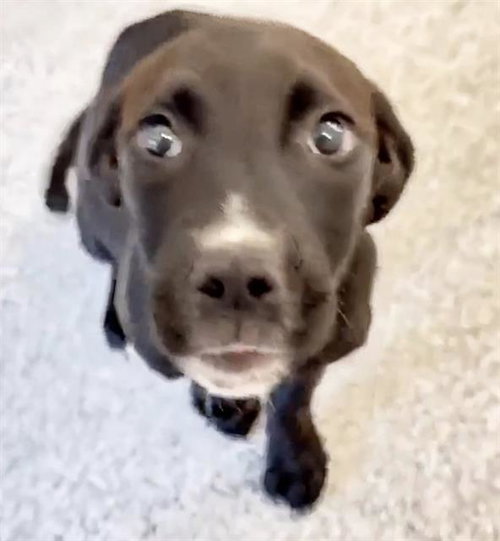 PUPPY