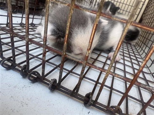 A655898