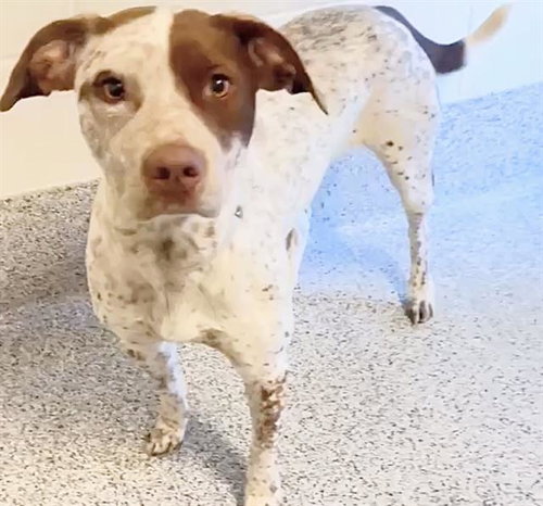 BIG MAMA, an adoptable Pointer in Houston, TX