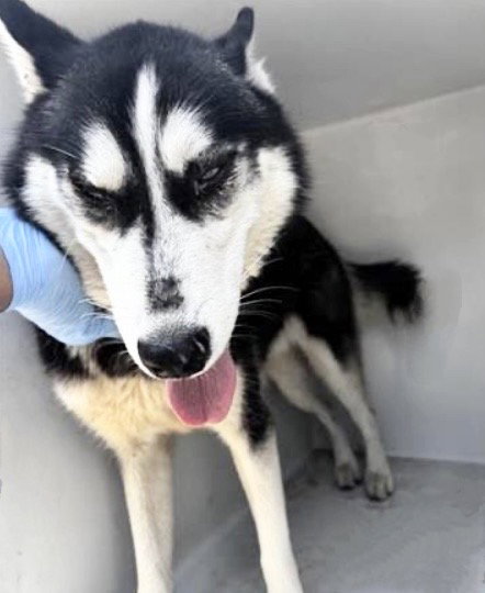 A656059, an adoptable Siberian Husky in Houston, TX