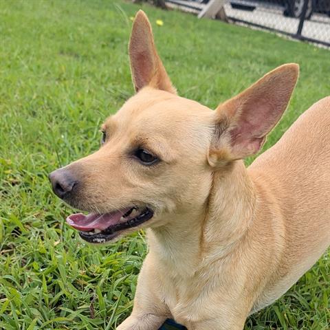 PETEY