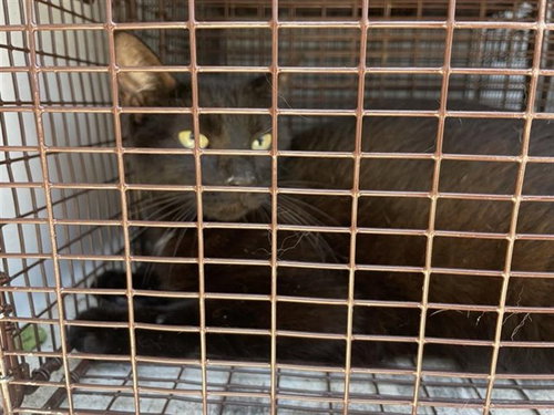 A656053, an adoptable Domestic Short Hair in Houston, TX