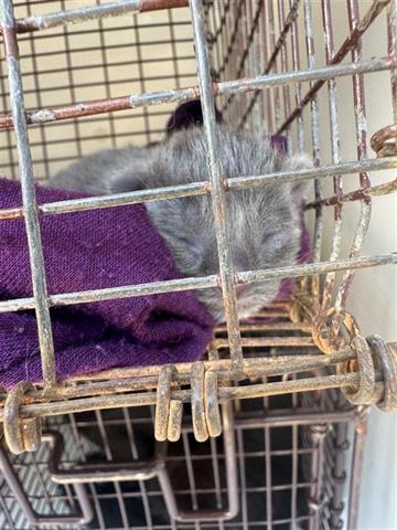 A656083, Baby Domestic Short Hair (short coat), cat for adoption in League City, Texas
