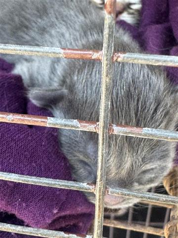 A656086, an adoptable Domestic Short Hair in Houston, TX