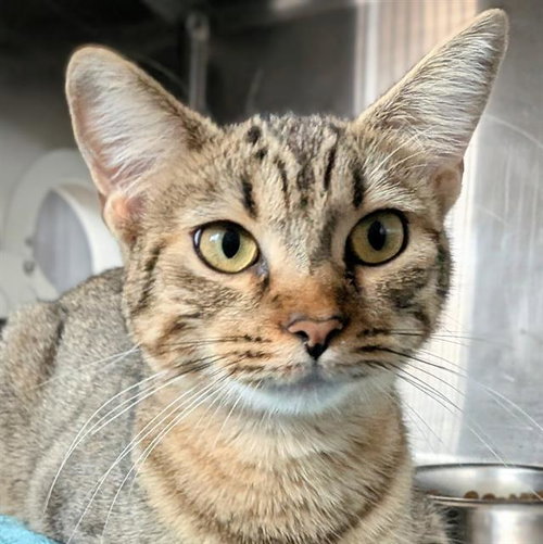 A656040, Adult Domestic Short Hair (medium coat), cat for adoption in League City, Texas