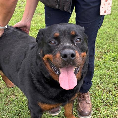 SISSY, an adoptable Rottweiler in Houston, TX