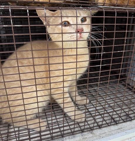 A656154, an adoptable Domestic Short Hair in Houston, TX