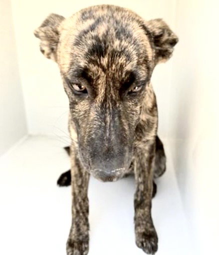 A656180, an adoptable Dutch Shepherd in Houston, TX